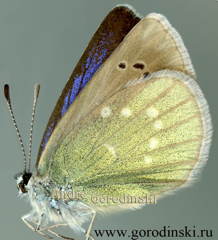 http://www.gorodinski.ru/lycaenidae/Albulina omphisa.jpg